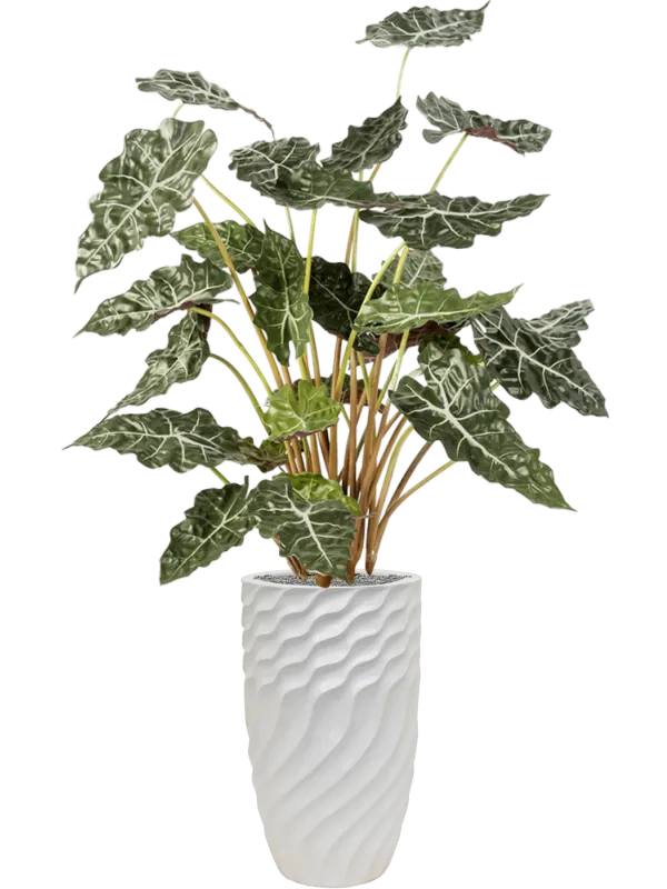 Alocasia in Baq Luxe Lite Glossy Breaker Office Plant With Pot 167cm Height 28cm Dia