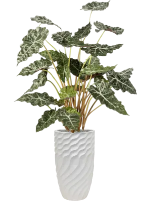Alocasia in Baq Luxe Lite Glossy Breaker Office Plant With Pot 167cm Height 28cm Dia