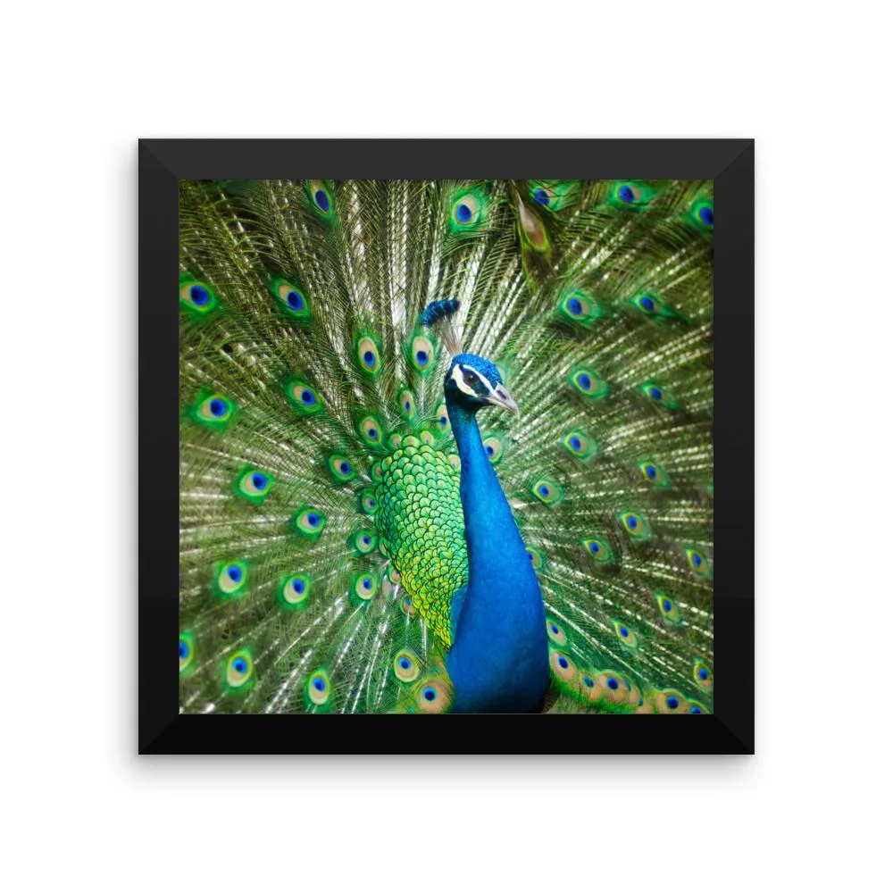 Green Peacock Framed Photo Poster Wall Art Decoration Decor For Bedroom Living Room