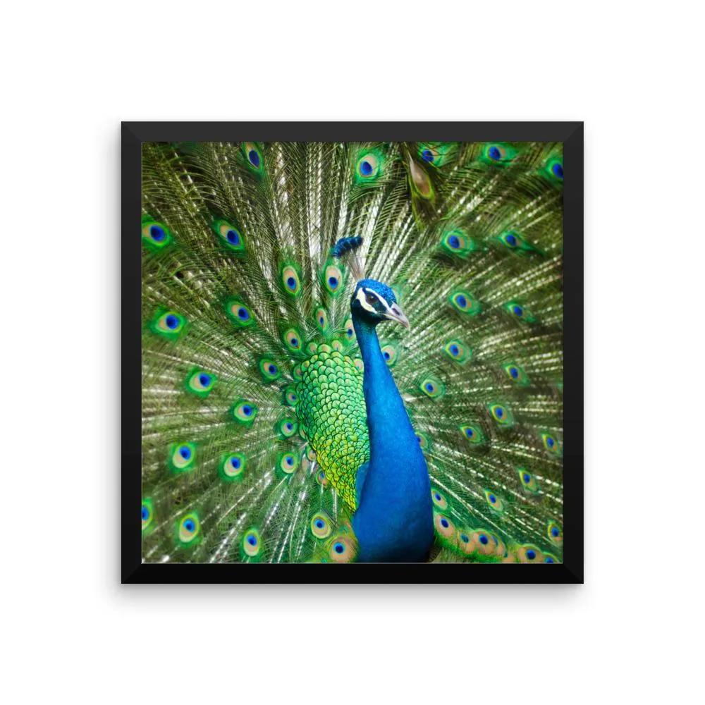 Green Peacock Framed Photo Poster Wall Art Decoration Decor For Bedroom Living Room