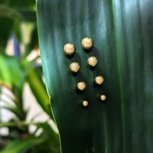 Light Weight Gold Ball Studs