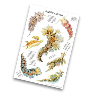 Nudibranch - 4x6 Vinyl Sticker Sheet