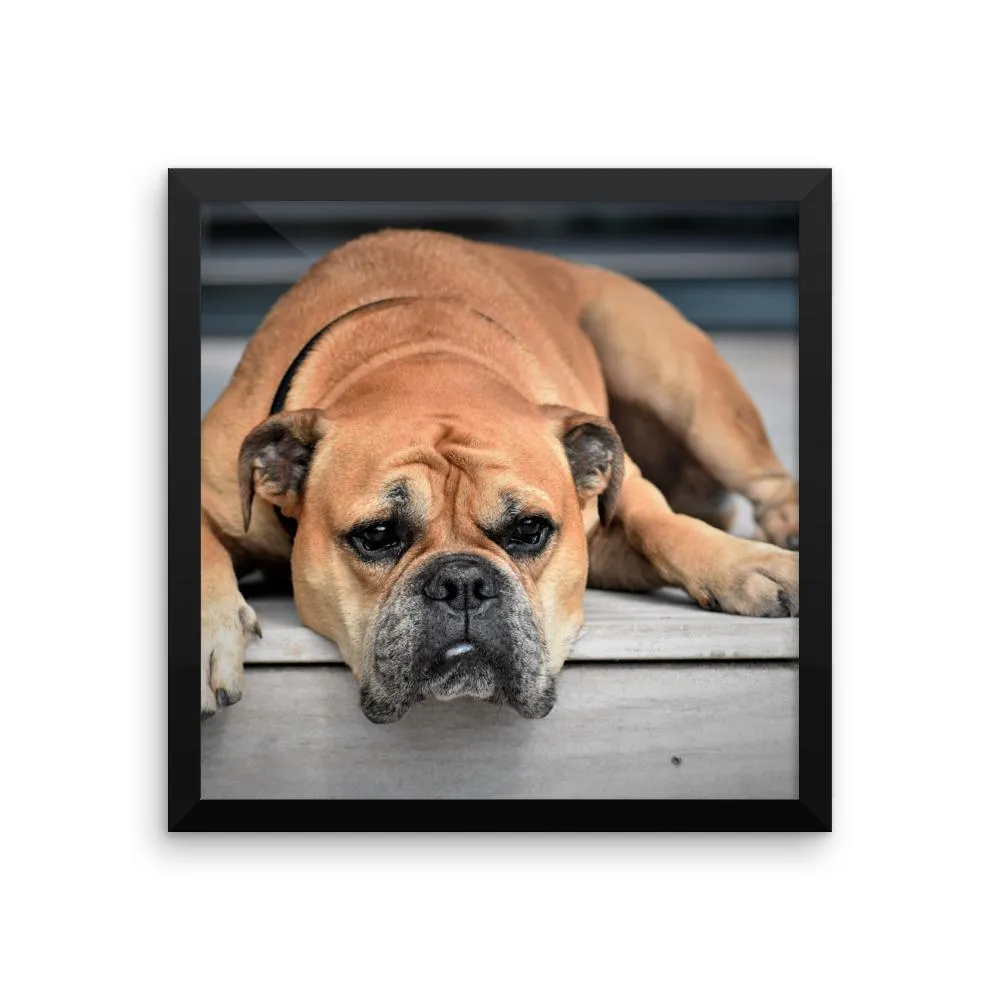 Sleeping Bulldog Framed Photo Poster Wall Art Decoration Decor For Bedroom Living Room