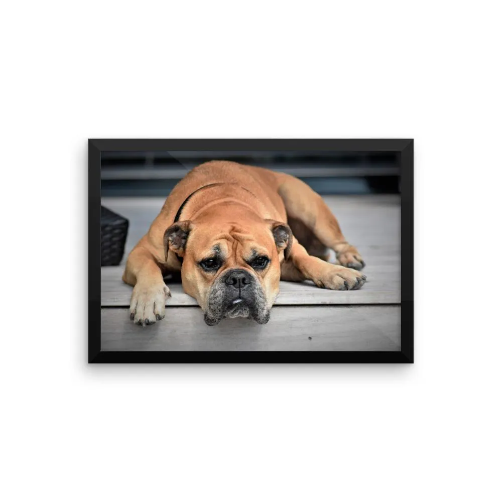 Sleeping Bulldog Framed Photo Poster Wall Art Decoration Decor For Bedroom Living Room