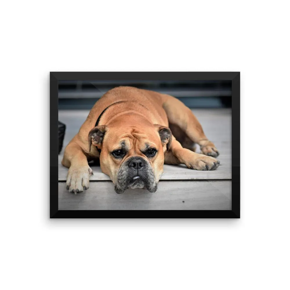 Sleeping Bulldog Framed Photo Poster Wall Art Decoration Decor For Bedroom Living Room