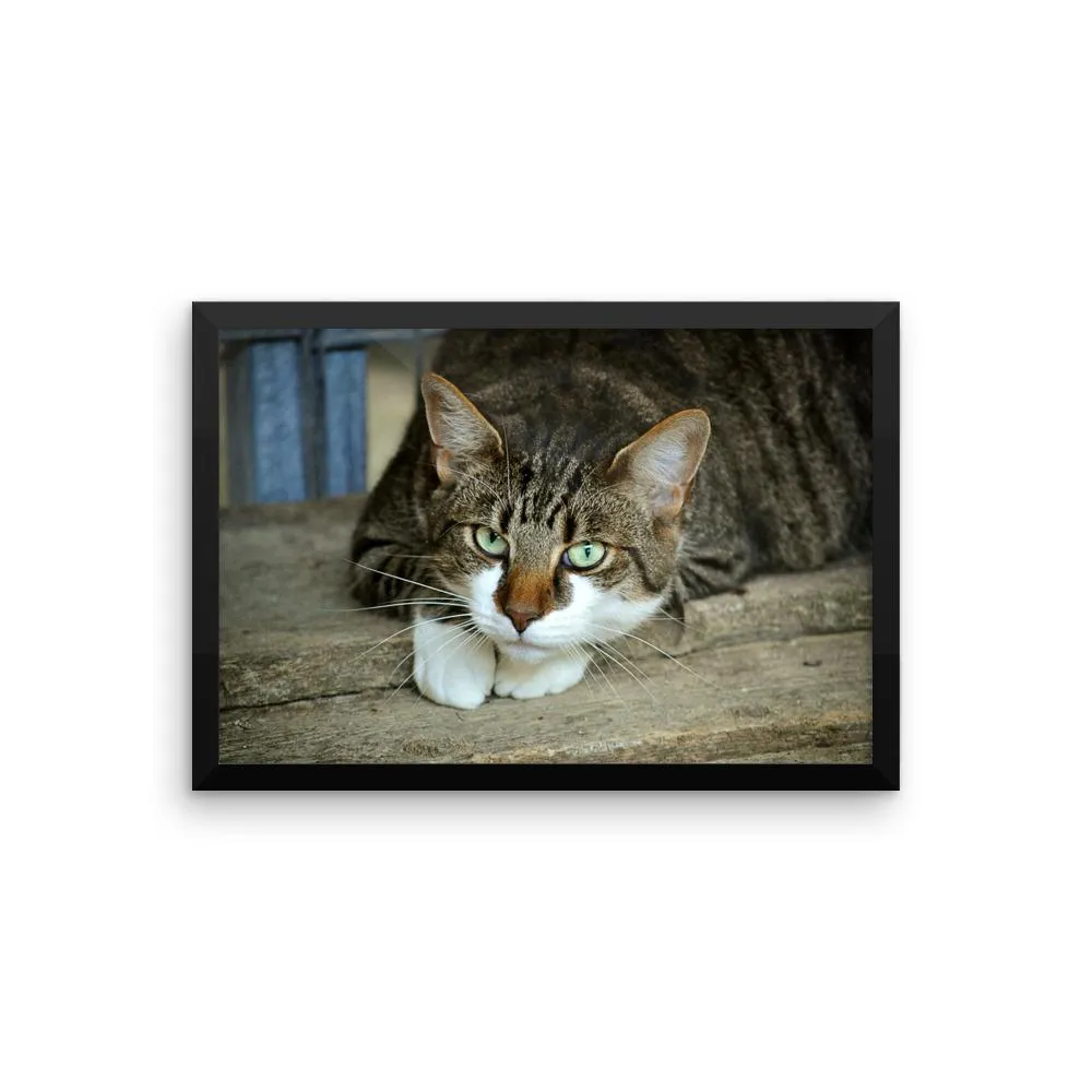 Starring Cat Framed Photo Poster Wall Art Decoration Decor For Bedroom Living Room