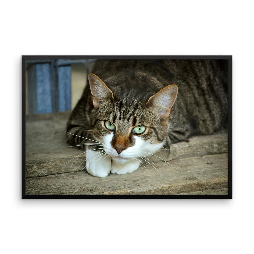 Starring Cat Framed Photo Poster Wall Art Decoration Decor For Bedroom Living Room